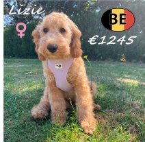 Cockapoo 30-03-26 F (BE6235) 11-08-26.jpg