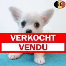 Chihuahua 04-06-26 M(BE9214) 29-07-26 Verkocht - Vendu.jpg