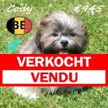 Lhasa Apso Cody 26-02-26 M (BE6613) 15-07-202 Verkocht - Vendu.jpg