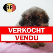 Pekingees 04-06-26 F (BE4381) 05-08-26 Verkocht - Vendu.jpg