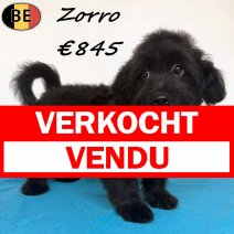 Pomapoo Zorro 25-02-26 M(BE3972) 12-07-26 verkocht - vendu.jpg