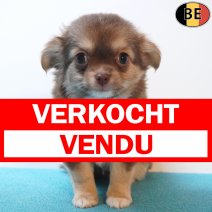 Chihuahua 29-05-26 M(BE1620) 29-07-26 verkocht - vendu.jpg