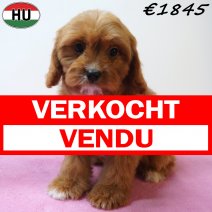 Cavapoo 13-04-26 F(HU6122) 29-07-26 verkocht - vendu.jpg