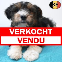 X Biewer Yorkshire 23-05-26 M(BE3387) 22-07-26 verkocht - vendu.jpg