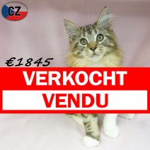 Maine Coon 04-04-26 F(CZ6829) 22-07-26 verkocht - vendu.jpg