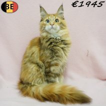 Maine Coon 19-03-26 F(BE6283) 12-08-26.jpg