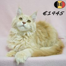 Maine Coon 19-03-26 F(BE6275) 12-08-26.jpg