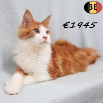 Maine Coon 19-03-26 M(BE6194) 12-08-26.jpg