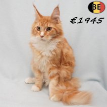 Maine Coon 19-03-26 M(BE6352) 12-08-26.jpg