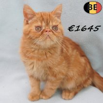 Exotic Shorthair 05-04-26 M(BE7277) 12-08-26.jpg