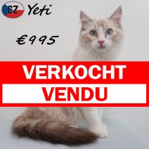 Ragdoll Yeti 23-02-26 M(CZ3382) 10-08-26 verkocht - vendu.jpg
