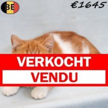 Exotic Shorthair 05-04-26 M(BE7213) 12-08-26 Verkocht - Vendu.jpg