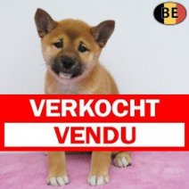 Shiba Inu 31-03-26 F(BE6269) 10-06-26 Verkocht - Vendu.jpg