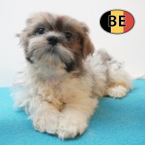 Shih Tzu 18-05-26 M (BE7338) 14-08-26.JPG