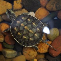 chinese streepnekschildpad 07-08-26 (1).JPG