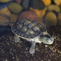 chinese streepnekschildpad 07-08-26 (3).JPG