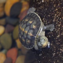 chinese streepnekschildpad 07-08-26 (4).JPG