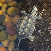 chinese streepnekschildpad 07-08-26 (2).JPG