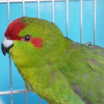 kakariki 07-0826 (1).JPG