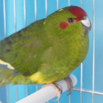 kakariki 07-0826 (2).JPG
