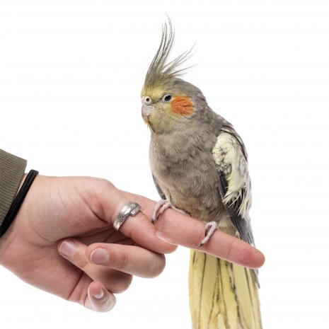 Riskeren contrast auditorium Baby Vogels te koop - Uw dierenwinkel in Zellik Brussel