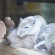 Mongoolse gerbil 07-08-26 (1).JPG