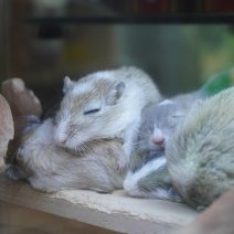 Mongoolse gerbil 07-08-26 (2).JPG