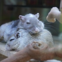 Mongoolse gerbil 07-08-26 (3).JPG