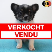Chihuahua 04-06-26 M(BE3277) 29-07-26 verkocht - vendu.jpg