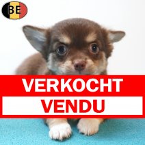 Chihuahua 29-05-26 M(BE3613) 29-07-26 verkocht - vendu.jpg