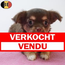 Chihuahua 29-05-26 F(BE3000) 29-07-26 verkocht - vendu.jpg