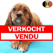 Cavalier King Charles 30-05-26 M(BE1355) 29-07-26 verkocht - vendu.jpg