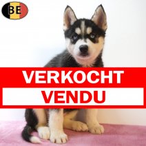 Siberische Husky 22-05-26 F(BE7228) 22-07-26 verkocht - vendu.jpg