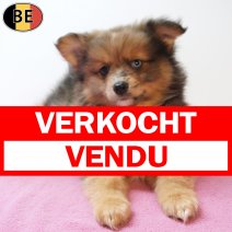 Keesje 29-05-26 F(BE3834) 29-07-26 verkocht - vendu.jpg