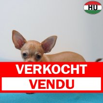 X Chihuahua 12-04-26 M(HU6046) 05-08-26 verkocht - vendu.jpg