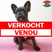 X Franse Bulldog 11-04-26 F(HU6055) 09-08-26 verkocht - vendu.jpg