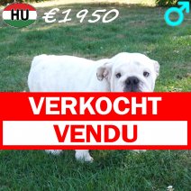 Engelse Bulldog 04-03-2026 M(HU6006) 10-08-26 verkocht - vendu.jpg