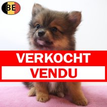 Keesje 29-05-26 F(BE4056) 29-07-26 verkocht - vendu.jpg