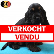 Engelse Cocker 09-06-26 M(BE5195) 05-08-26 verkocht - vendu.jpg