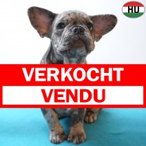 X Franse Bulldog 11-04-26 M(HU6050) 09-08-26 verkocht - vendu.jpg