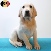 Labrador 25-05-26 M(BE1553) 29-07-26.jpg