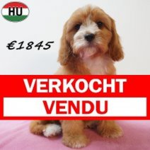 Cavapoo 13-04-26 F(HU6120) 29-07-26 Verkocht - Vendu.jpg
