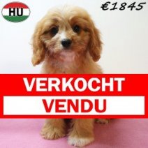 Cavapoo 13-04-26 F(HU6121) 29-07-26 Verkocht - Vendu.jpg