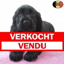 Engelse Cocker 09-06-26 F(BE3993) 05-08-26 Verkocht - Vendu.jpg