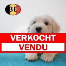 Maltezer 15-06-26 M (BE7342) 14-08-26 Verkocht - Vendu.jpg