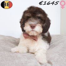 Lagotto Romagnolo 10-05-2026 F(BE5598) 17-08-26.jpg
