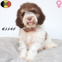 Lagotto Romagnolo 10-05-2026 F(BE5998) 17-08-26.jpg