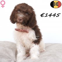 Lagotto Romagnolo 10-05-2026 F(BE2720) 17-08-26.jpg