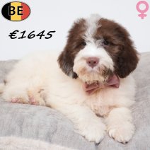 Lagotto Romagnolo 10-05-2026 F(BE9874) 17-08-26.jpg
