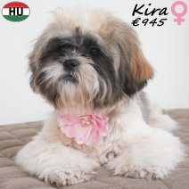 Shih Tzu Kira 02-02-2026 F(HU6782) 17-08-26.jpg